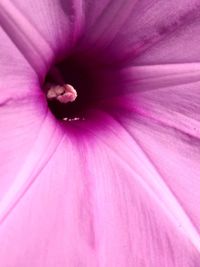 Macro shot of pink purple flower petal