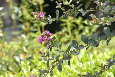 Close-up of purple flowering plant