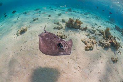 Stingray swimming by coral 