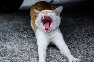 Close-up of a cat yawning