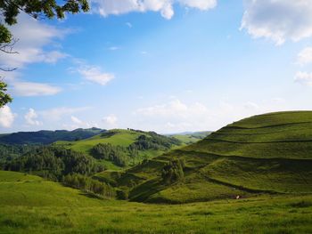 Scenic view of grassy field against sky