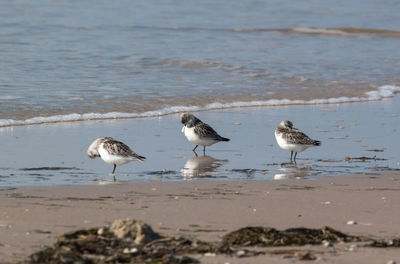 Birds on shore at beach