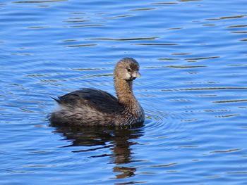 High angle view of duck swimming in lake