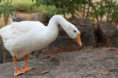 Close-up of duck on rock