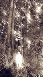 Close-up of tree in forest at night