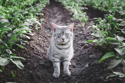 Portrait of a cat