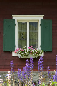 Flower pots on window of building