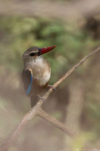 Close-up of bird perching outdoors