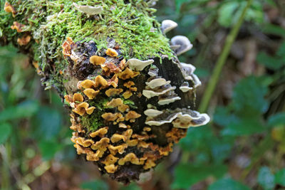 High angle view of mushrooms growing on tree