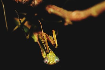 Close-up of snake against black background