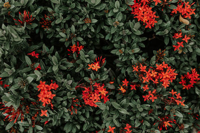 Close-up of red flowers blooming outdoors