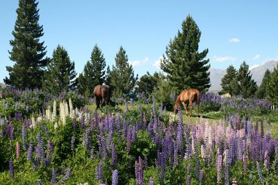 Horses grazing on field with flowers on foreground