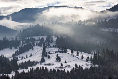 Panoramic view of pine trees on snowcapped mountains against sky