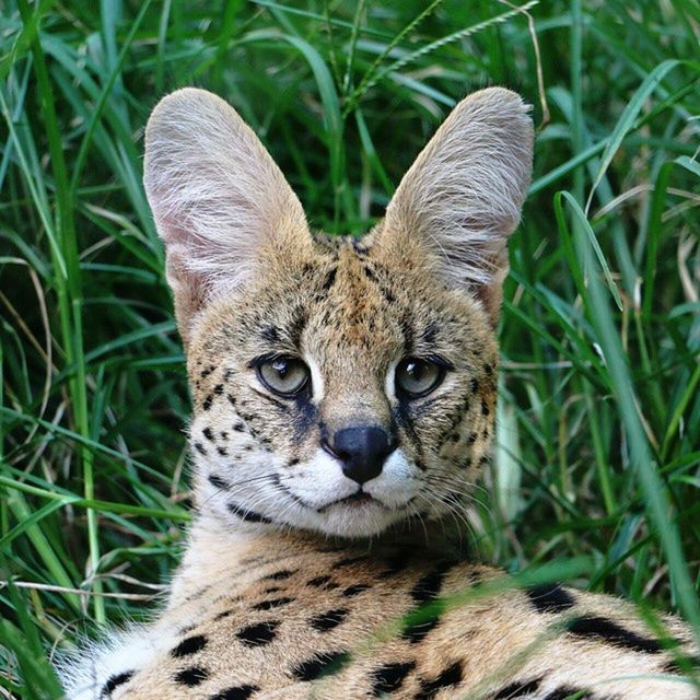 animal themes, one animal, mammal, grass, portrait, field, wildlife, looking at camera, animal head, feline, whisker, relaxation, close-up, animals in the wild, lying down, green color, resting, nature, focus on foreground, grassy