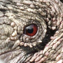 Full frame shot of lizard