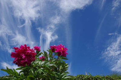 Pink flowering plants on field against sky