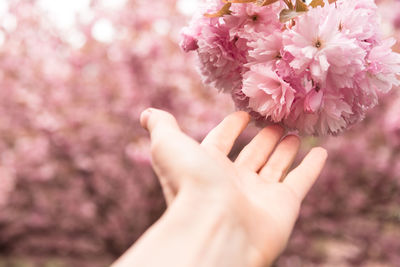 Close-up of hand holding cherry blossoms