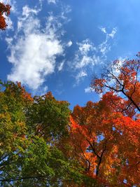 Low angle view of trees against blue sky