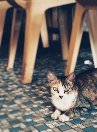 Portrait of cat on floor