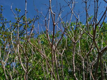 Low angle view of trees against sky