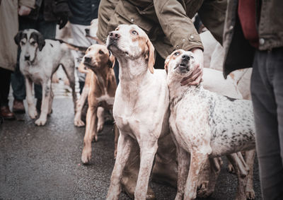 Group of people with dogs