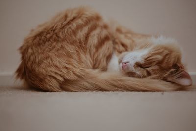 Cat sleeping