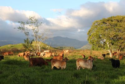 Cows on field against sky