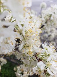 Close-up of white flowering plant