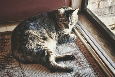 High angle view of cat relaxing on rug by window at home