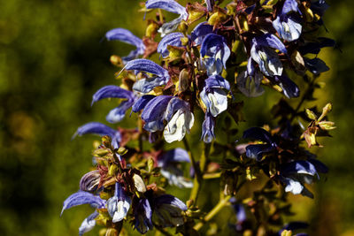 Close-up of purple flowering plant