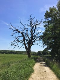 Bare tree on field against sky