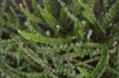 Close-up of fern leaves