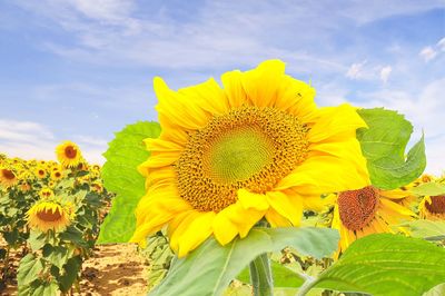 Close-up of yellow sunflower against sky