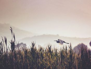 Bird flying over white background