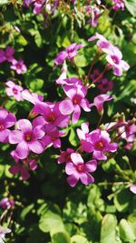 Close-up of pink flowers