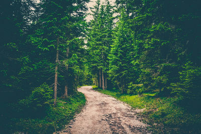 Dirt road amidst trees in forest