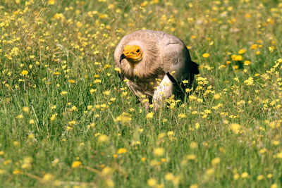 View of an animal on field