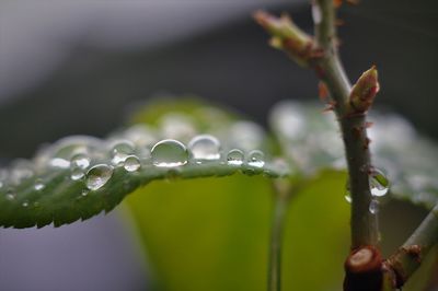 Close-up of wet plant during rainy season