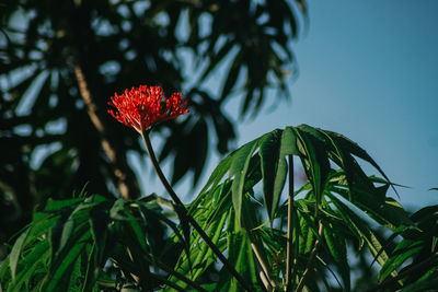 Close-up of red flowering plant against sky