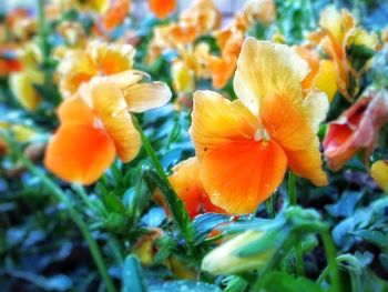 Close-up of yellow flowers blooming outdoors
