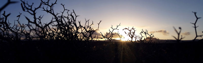 Silhouette plants on field against sky during sunset