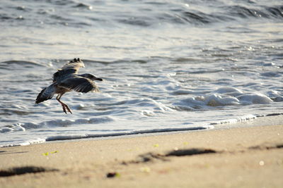 Bird flying over sea