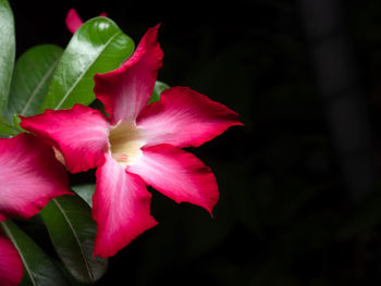 Close-up of pink flowering plant