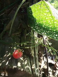 Close-up of red berries growing on plant