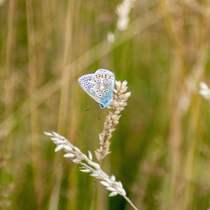 Close-up of butterfly on flower