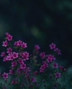 Close-up of pink flowering plants