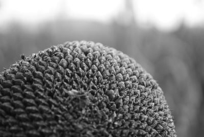 Close-up of plant against blurred background