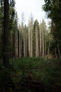 View of trees in forest