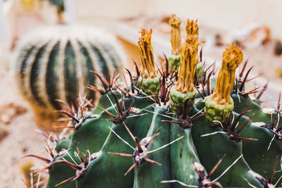 Close-up of cactus plant