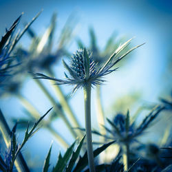 Close-up of flowers with spikes